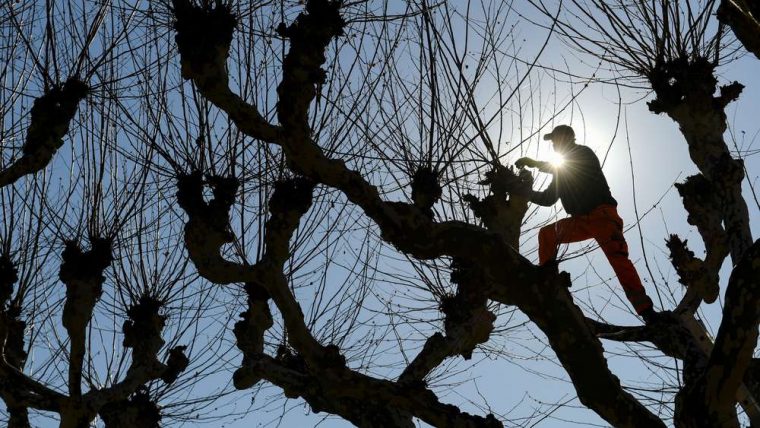 Bäume Im Ruhrgebiet Verlieren Blätter: Anwohner Sind encequiconcerne Warum Verlieren Bäume Blätter