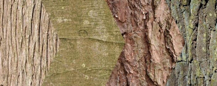 Baumrinde – Die Haut Des Baumes – Baumpflegeportal à Aufbau Und Wachstum Des Baumes