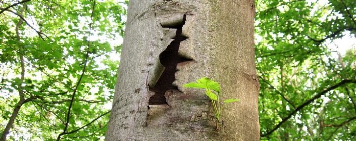 Baumrinde – Die Haut Des Baumes – Baumpflegeportal encequiconcerne Aufbau Und Wachstum Des Baumes