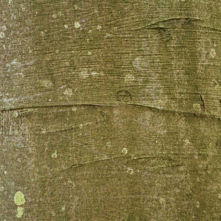 Baumrinde – Die Haut Des Baumes – Baumpflegeportal serapportantà Aufbau Und Wachstum Des Baumes