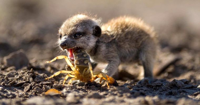 Bilder: Überleben – Erlebnis Erde – Ard | Das Erste intérieur Erste Tiere Auf Der Erde Bilder: Überleben – Erlebnis Erde – Ard | Das Erste intérieur Erste Tiere Auf Der Erde