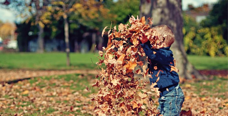 Bitte Lächeln | Warum Die Blätter An Bäumen Im Herbst So intérieur Warum Verlieren Bäume Blätter