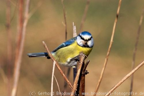 Blaumeise – Steckbrief, Brutzeit, Aufzucht, Nahrung destiné Die Blaumeise Steckbrief Blaumeise – Steckbrief, Brutzeit, Aufzucht, Nahrung destiné Die Blaumeise Steckbrief