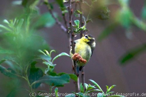 Blaumeise – Steckbrief, Brutzeit, Aufzucht, Nahrung serapportantà Die Blaumeise Steckbrief Blaumeise – Steckbrief, Brutzeit, Aufzucht, Nahrung serapportantà Die Blaumeise Steckbrief