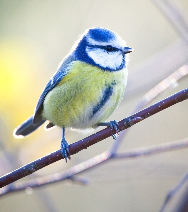 Blaumeise – Welzhofer Gmbh dedans Die Blaumeise Steckbrief Blaumeise – Welzhofer Gmbh dedans Die Blaumeise Steckbrief