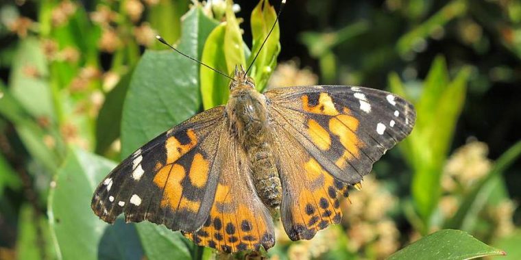 Boyens Medien: Von Der Raupe Zum Schmetterling pour Raupen Und Schmetterlinge
