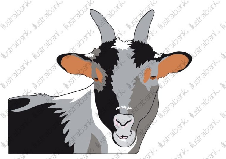 Chèvre Illustration Libre De Droit Sur Illustrabank serapportantà Dessin De Chèvre Facile Chèvre Illustration Libre De Droit Sur Illustrabank serapportantà Dessin De Chèvre Facile
