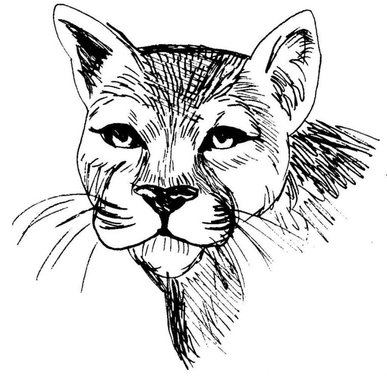 Coloriage D Animaux Unique Stock Dessin Coloriage Animal pour Coloriage D Animaux À Imprimer