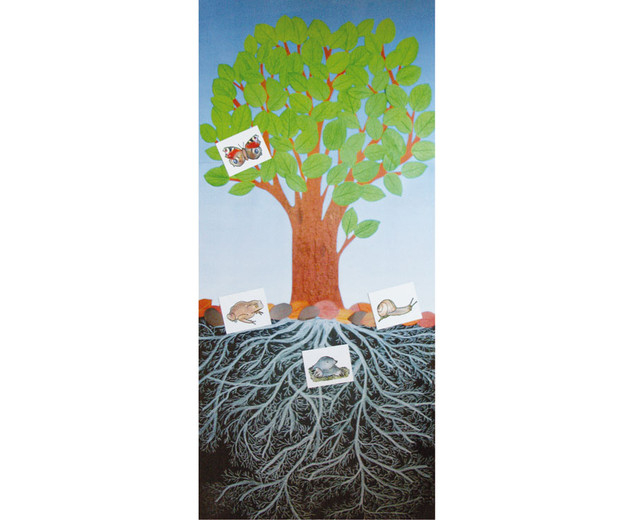 Der Baum – Ein Lebensraum – Betzold.de concernant Aufbau Und Wachstum Des Baumes