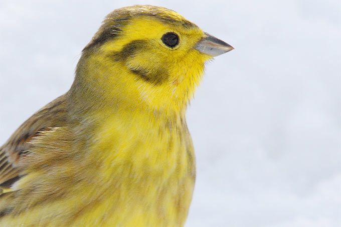 Der Einprägsame Gesang Des Goldammermännchens, Den Der tout Einheimische Vögel Im Winter Der Einprägsame Gesang Des Goldammermännchens, Den Der tout Einheimische Vögel Im Winter