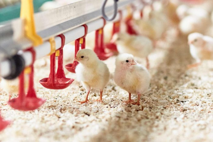 Die Küken-Frage: Diese Eier Sind Gut Für Huhn & Hahn – # tout Wie Alt Wird Ein Huhn