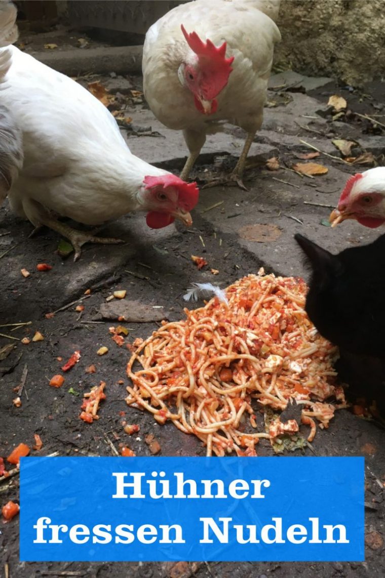 Dürfen Hühner Ln Fressen? – Hühnerbob Der Hühner Ratgeber tout Wie Alt Wird Ein Huhn