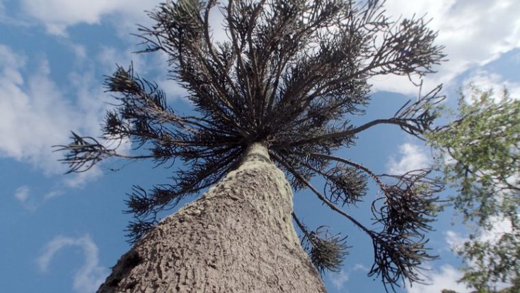 Ein Traum Von Baum Bilder – Tv Wunschliste concernant Wie Ein Baum Wächst