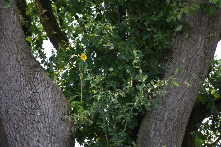 Elte: Kuriosität In Elte – Sonnenblume Wächst Im Baum concernant Wie Ein Baum Wächst