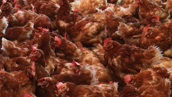 Fakten Zur Fleischproduktion | Ndr.de – Ratgeber – Verbraucher concernant Wie Alt Wird Ein Huhn