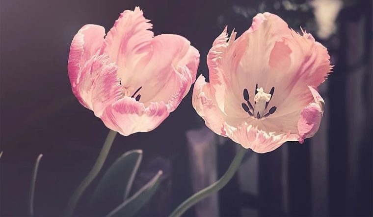 Fleur De Printemps : Liste Des 30 Plus Belles Fleurs À à Fleurs De Printemps