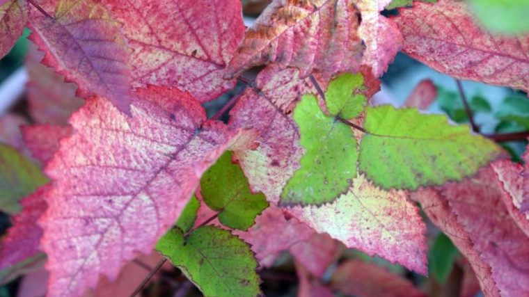 Freizeit: Wenn Die Chemie Stimmt – Warum Blätter Im Herbst concernant Warum Verlieren Bäume Blätter