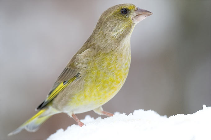 Gärtnern Für Die Vögel – Nabu pour Einheimische Vögel Im Winter Gärtnern Für Die Vögel – Nabu pour Einheimische Vögel Im Winter