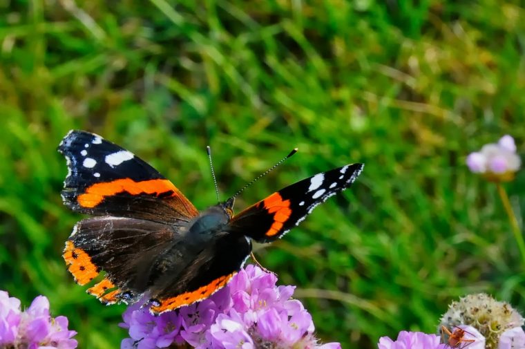 Grasgeflüster: Schmetterlinge Raupen Falter destiné Raupen Und Schmetterlinge