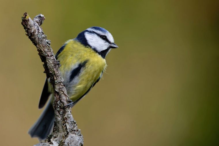 Heimische Vögel Im Garten Erkennen – So Lassen Sie Sich à Einheimische Vögel Im Winter Heimische Vögel Im Garten Erkennen – So Lassen Sie Sich à Einheimische Vögel Im Winter