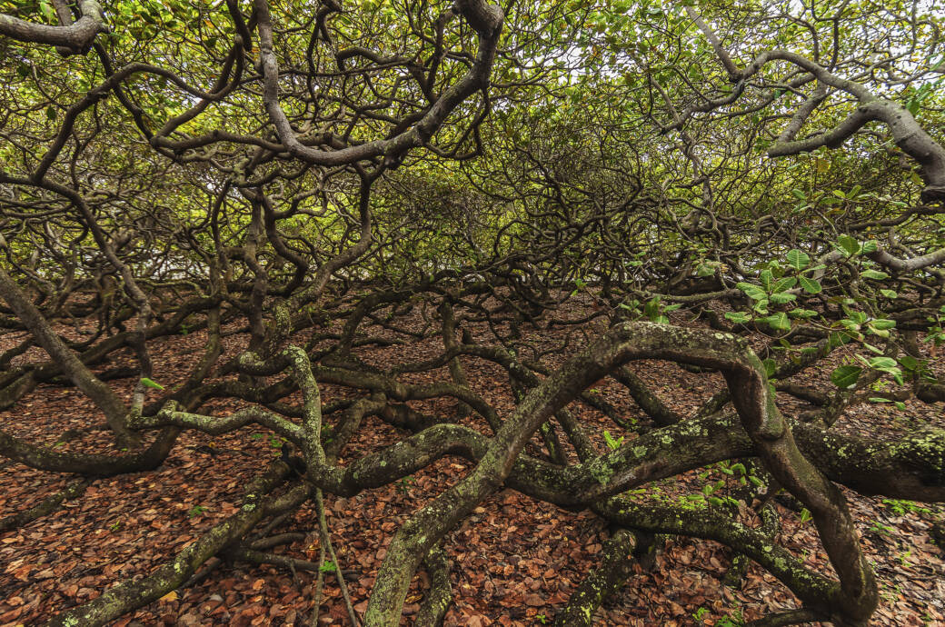 In Brasilien Steht Der Größte Cashew-Baum Der Welt avec Wie Ein Baum Wächst