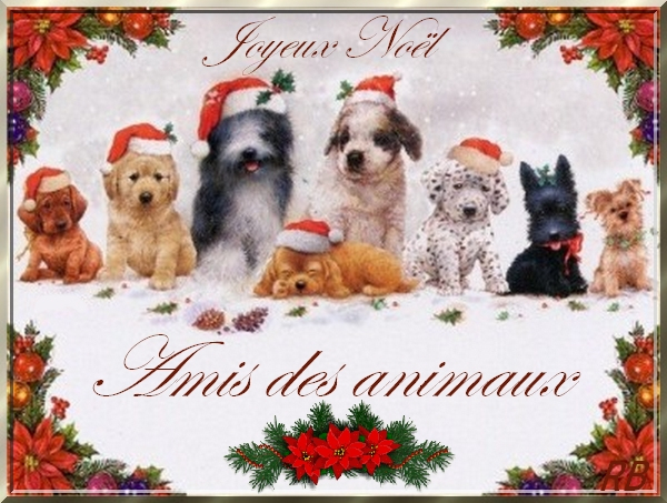 Joyeux Noel Amis Des Animaux – Joyeux Noël Les Animaux destiné Le Noel Des Animaux