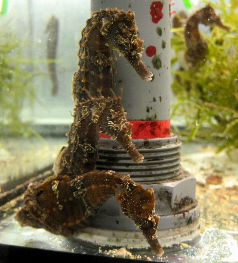 Juvenile Hippocampus Erectus -Noch Kein Geschlecht intérieur Sind Seepferdchen Fische