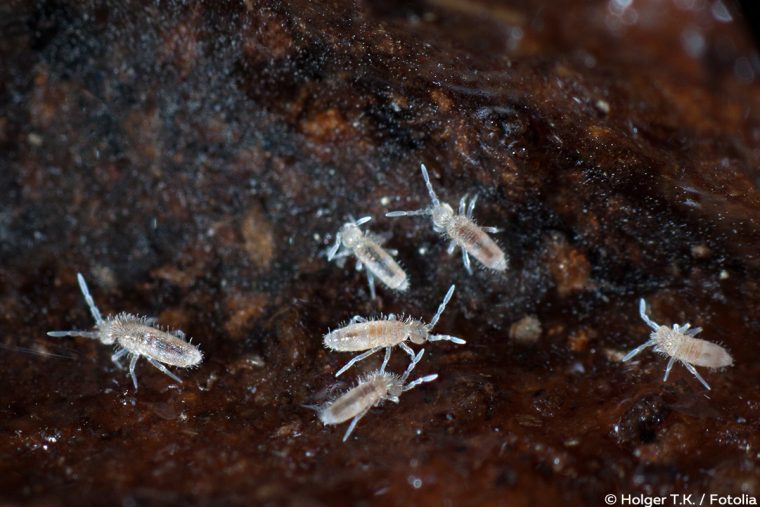 Kleine Weiße Tierchen In Der Blumenerde Bekämpfen – 11 encequiconcerne Erste Tiere Auf Der Erde