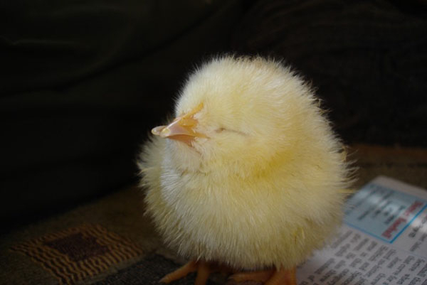 Krümmung Des Schnabels Bei Hühnern – Ursachen Und à Wie Alt Wird Ein Huhn