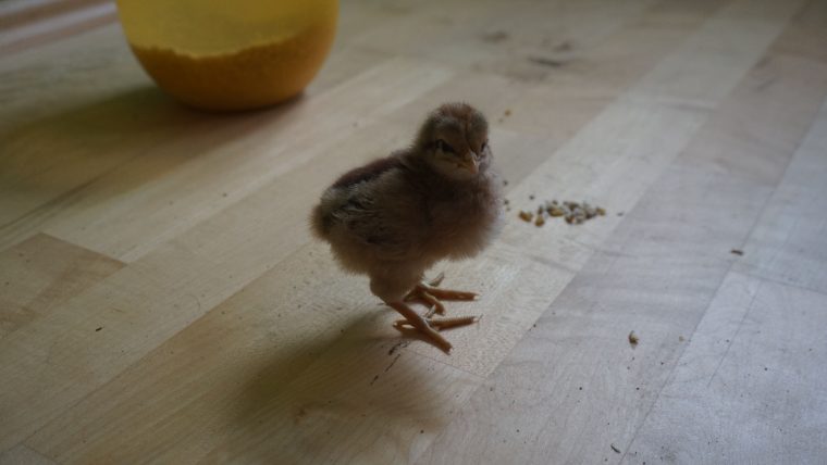 Küken Ohne Glucke – Huhn-Erleben.de Zeigt Das Hühnerleben! concernant Wie Alt Wird Ein Huhn