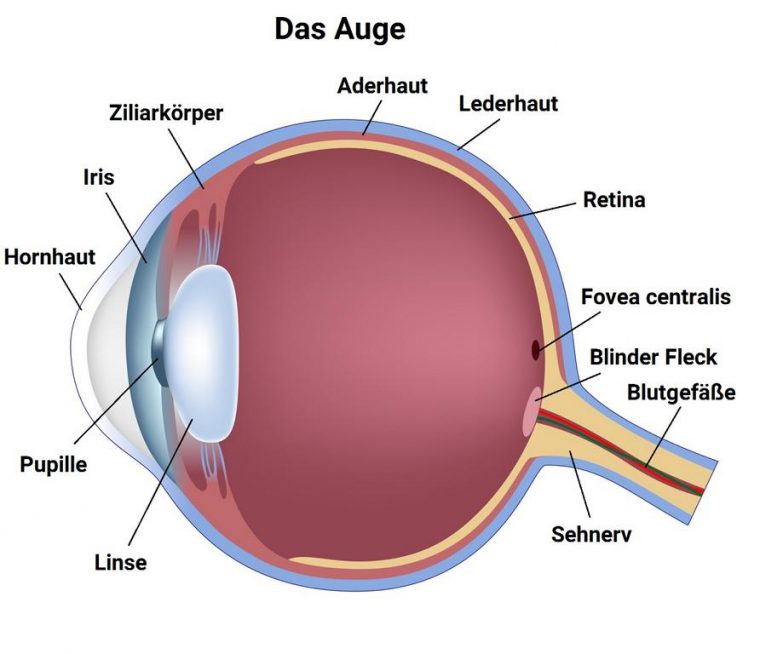 Lederhaut Des Auges (Sklera): Alle S | Aumedo intérieur Das Auge Des Menschen