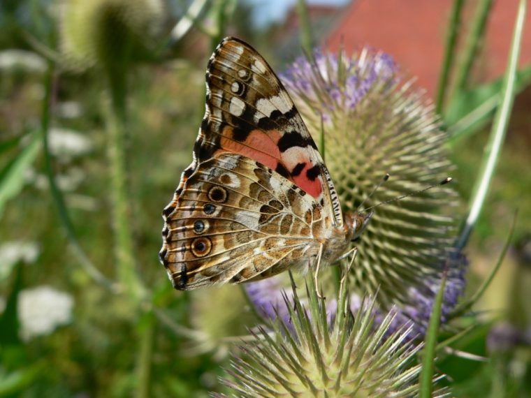 Leezder Kultur-Forum: "Heimische Schmetterlinge Und destiné Raupen Und Schmetterlinge