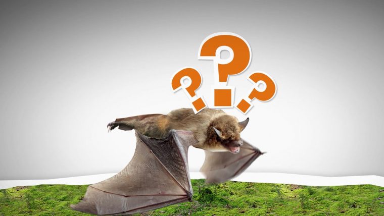 Lexikon: Fledermäuse – Neuneinhalb – Tv – Kinder destiné Fledermaus Kinderseiten