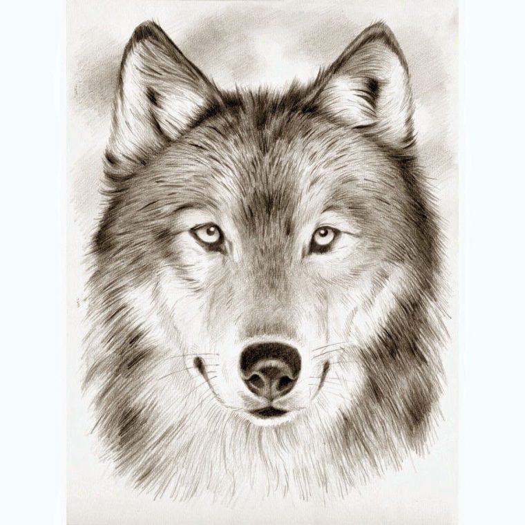 Meilleure Nouvelle Tete De Loup Dessin Facile De Face intérieur Coloriage Tête De Loup Meilleure Nouvelle Tete De Loup Dessin Facile De Face intérieur Coloriage Tête De Loup