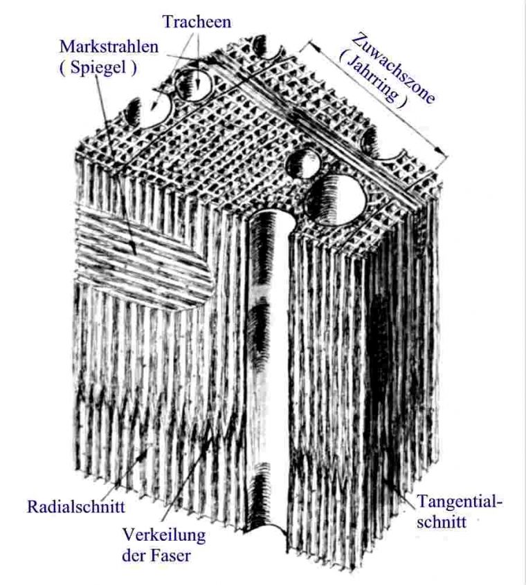 Mikroskopischer Zellenaufbau | Holzwurm-Page, Holz Mit destiné Aufbau Und Wachstum Des Baumes