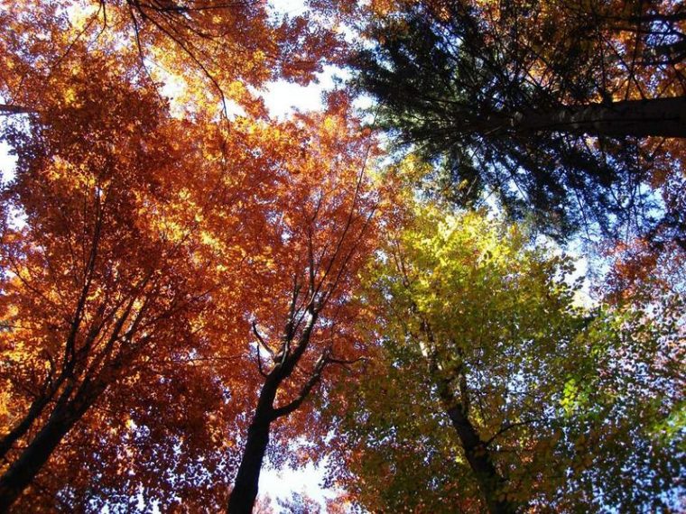 Naturdetektive Für Kinder – .Naturdetektive.de: Bäume avec Warum Verlieren Bäume Blätter Naturdetektive Für Kinder – .Naturdetektive.de: Bäume avec Warum Verlieren Bäume Blätter