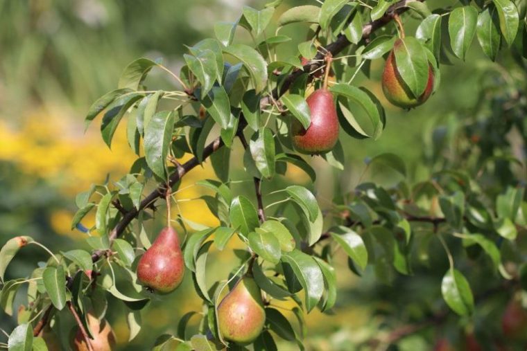 Obstbäume Von A-Z: 18 Arten Für Deinen Garten à Obstsorten Von A Bis Z