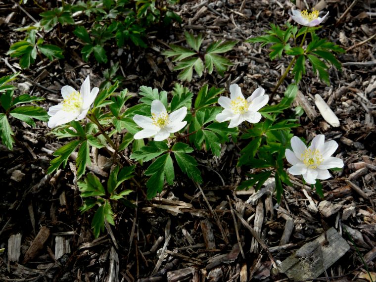 Petite Fleur Blanche De Printemps – Le Jardin De avec Fleurs De Printemps
