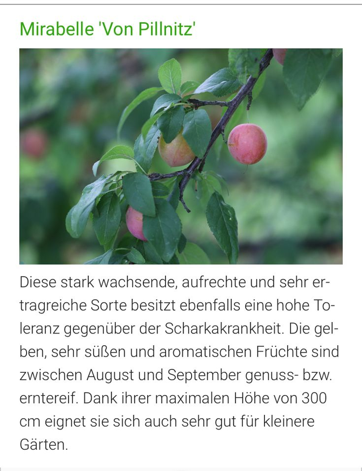 Pin Von Fit Im Obstbaumschnitt Auf Alte Obstsorten | Alte encequiconcerne Obstsorten Von A Bis Z
