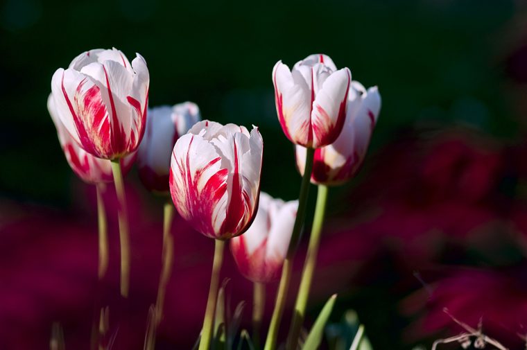 Planter Des Bulbes De Tulipes En Hiver Pour Les Fleurs De encequiconcerne Fleurs De Printemps