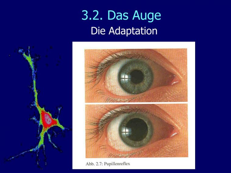 Ppt – Nerven Und Sinne Des Menschen Powerpoint dedans Das Auge Des Menschen Ppt – Nerven Und Sinne Des Menschen Powerpoint dedans Das Auge Des Menschen