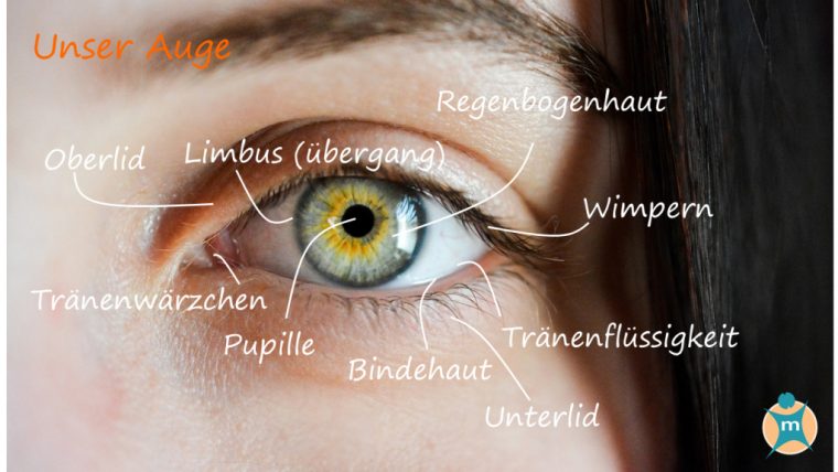 Rund Ums Auge » -Seite – Medikamente-Per-Klick intérieur Das Auge Des Menschen