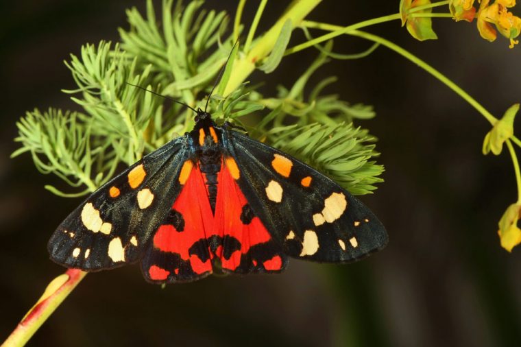 Schmetterlinge Und Raupen Europas – Augenflug concernant Raupen Und Schmetterlinge