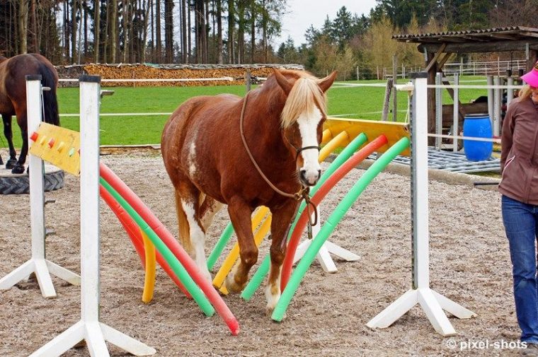 Schwimml-Gasse | Geschenke Für Reiter, Pferdetraining concernant Pferde Reiten Spiele