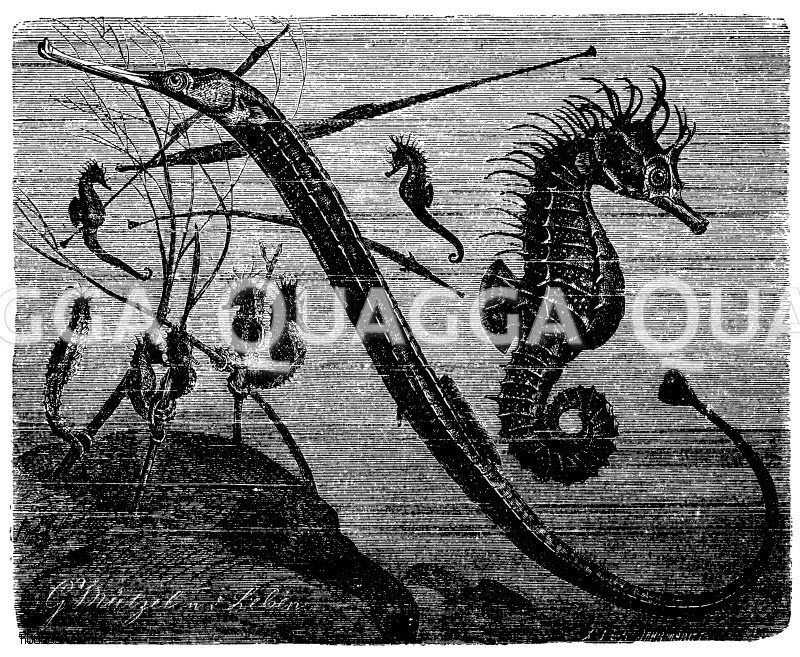 Seepferdchen Und Seenadel - Quagga Illustrations encequiconcerne Seepferdchen Säugetiere