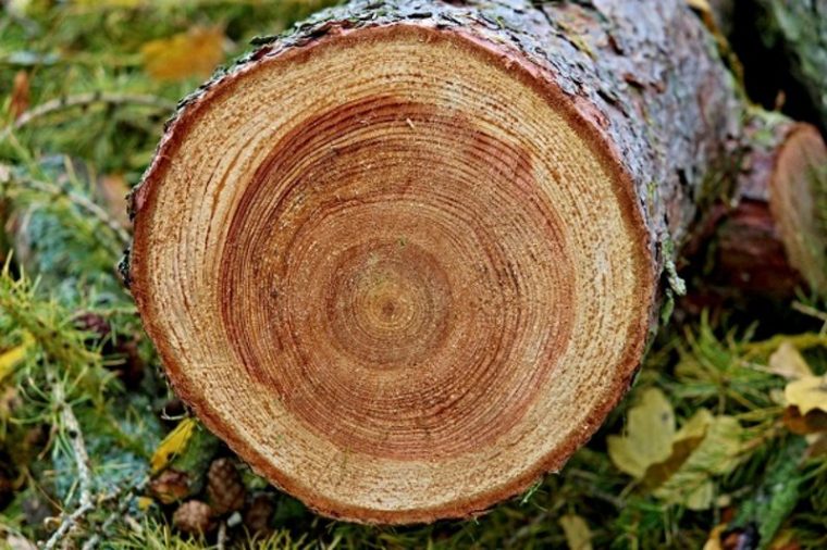 Stammholz: Schicht Für Schicht Ein Meisterwerk pour Aufbau Und Wachstum Des Baumes