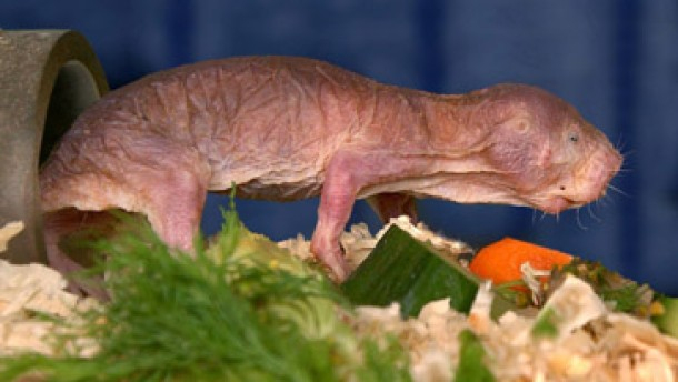 Tiere: Nacktmulle – Langes Leben Unter Der Erde pour Erste Tiere Auf Der Erde Tiere: Nacktmulle – Langes Leben Unter Der Erde pour Erste Tiere Auf Der Erde