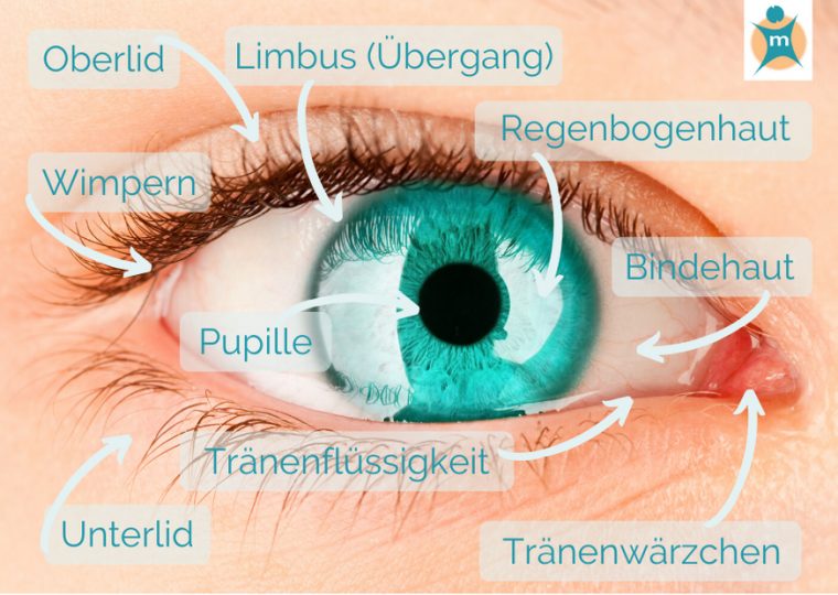 Trockene Oder Allergische Augen? Ihre Apotheke Gibt Rat serapportantà Das Auge Des Menschen