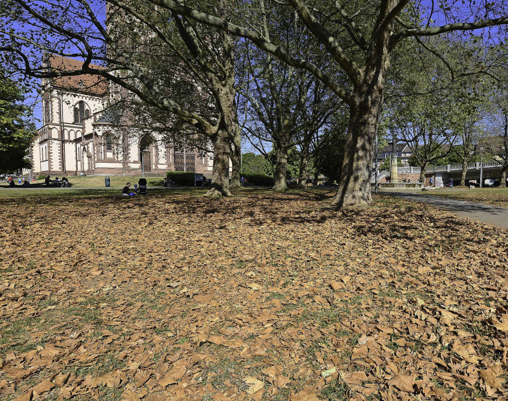 Trockenstress: Warum Die Bäume Jetzt Schon Ihre Blätter serapportantà Warum Verlieren Bäume Blätter