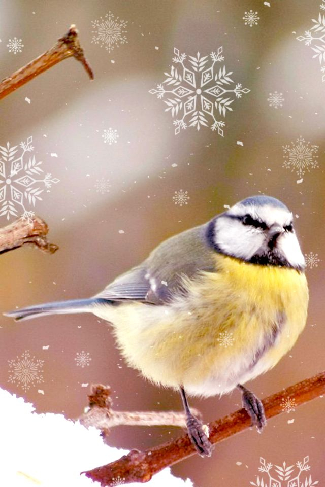 Vögel Im Winter | Vögel Im Winter, Winter, Bilder à Einheimische Vögel Im Winter Vögel Im Winter | Vögel Im Winter, Winter, Bilder à Einheimische Vögel Im Winter